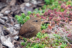 Pacific Wren